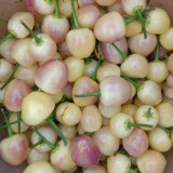 Seven-Colored Pickling Pepper Seeds - Late-Maturing, High Yield, Bright Colors, Ornamental & Edible Value
