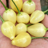 Seven-Colored Pickling Pepper Seeds - Late-Maturing, High Yield, Bright Colors, Ornamental & Edible Value