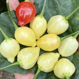 Seven-Colored Pickling Pepper Seeds - Late-Maturing, High Yield, Bright Colors, Ornamental & Edible Value