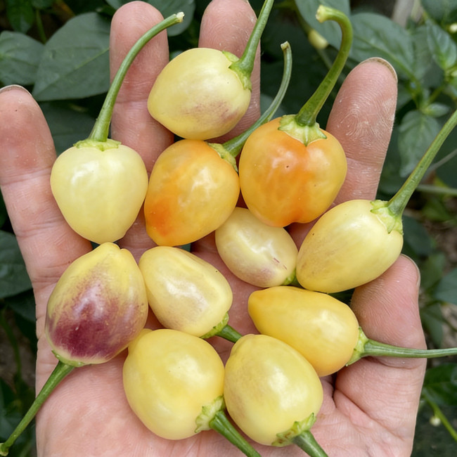 Seven-Colored Pickling Pepper Seeds - Late-Maturing, High Yield, Bright Colors, Ornamental & Edible Value