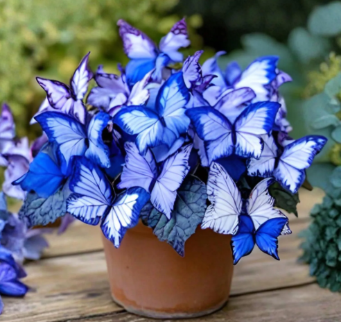 Moonlight Butterfly Begonia Purple & Blue flower Seeds