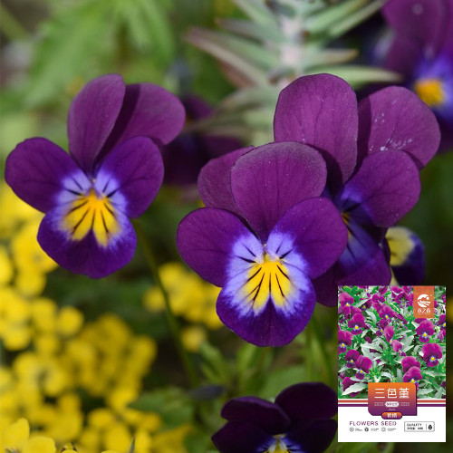 Hezhichun Pansy 'Ziyan' Seeds | Compact, Long-Blooming, Cold-Tolerant for Beds, Gardens & Pots