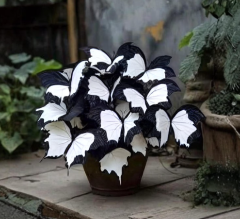 Moonlight Butterfly Begonia With Striking Seeds