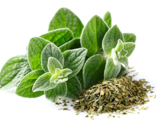 Italian Oregano Seeds | Non-GMO | Heirloom | Fresh Garden Seeds