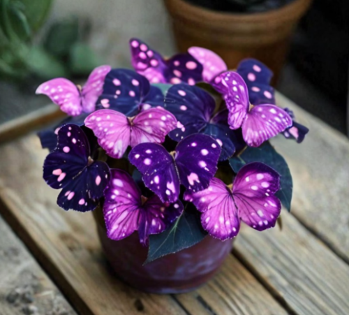 Moonlight Purple Begonia Seeds