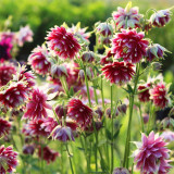 Hezhichun Aquilegia 'Barlow' Seeds | Perennial Flower, Cold & Drought Tolerant, Suitable for Spring & Autumn Sowing