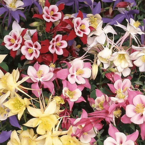 Hezhichun Aquilegia 'Cat's Paw Mix' Flower Seeds - Perennial Cold Hardy Garden Seeds, Spring & Autumn Sowing