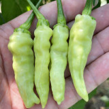 Pickling Pepper Seeds - High Yield, Low Maintenance, Rich Aroma, Ideal for Home Gardeners & Small Farms