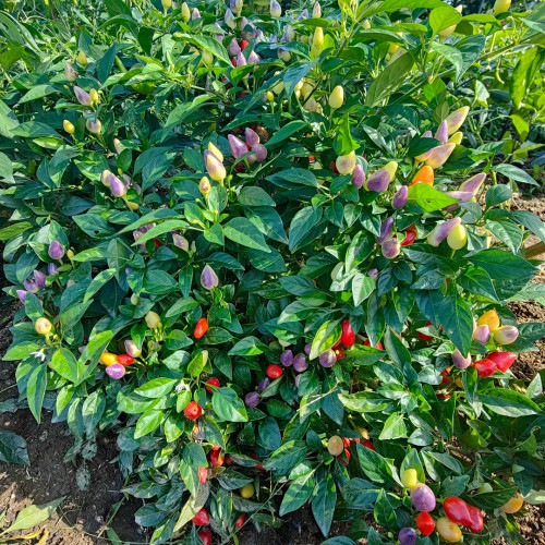 Colorful Bullet Pepper Seeds – Extremely high yield, strong ornamental value, high heat level, and easy to grow