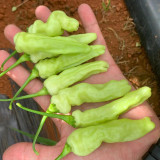 Pickling Pepper Seeds - High Yield, Low Maintenance, Rich Aroma, Ideal for Home Gardeners & Small Farms