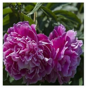 Paeonia lactiflora Peony Flower Bulb Many Style Choice Have Extra Gift - (Color: 15)