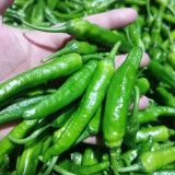 Korean Green Chili Pepper Seeds - Early-Maturing, High-Yield, Continuous Fruiting, Easy to Manage