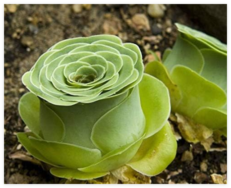 Rare Greenovia Succulent Perennial Herb Plants Seeds