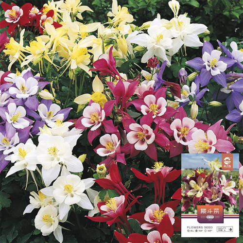 Hezhichun Aquilegia 'Cat's Paw Mix' Flower Seeds - Perennial Cold Hardy Garden Seeds, Spring & Autumn Sowing