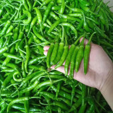 Korean Green Chili Pepper Seeds - Early-Maturing, High-Yield, Continuous Fruiting, Easy to Manage