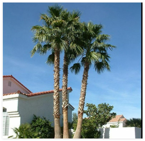 Mexican Fan Palm Tree Seeds, Washington ROBUSTA (012) Freshly Harvested