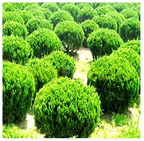 Colorful Japanese Juniper Mixed Seed Starter Seed Juniperus Procumbens Nana Potted Plant for Home & Garden