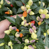 Colorful Bullet Pepper Seeds – Extremely high yield, strong ornamental value, high heat level, and easy to grow