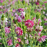Hezhichun Aquilegia 'Barlow' Seeds | Perennial Flower, Cold & Drought Tolerant, Suitable for Spring & Autumn Sowing