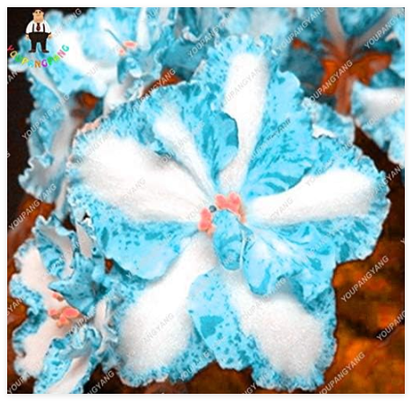 African Violet Plants Flower Seed Saintpaulia Ionantha Garden Seed Pot Perennial Herb