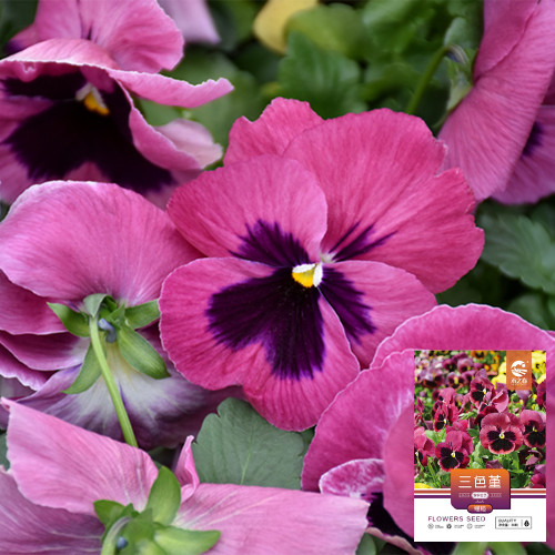 Hezhichun Pansy 'Cat Face' Seeds | Long-Blooming, Bright Flowers, Compact Plants for Beds, Gardens & Pots