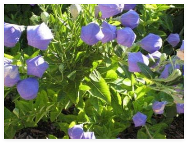 Zebra Evening Primrose, Rare, Beautiful and Lovely Home Garden