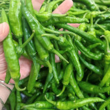 Korean Green Chili Pepper Seeds - Early-Maturing, High-Yield, Continuous Fruiting, Easy to Manage