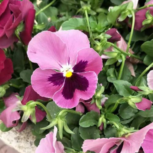 Hezhichun Pansy 'Cat Face' Seeds | Long-Blooming, Bright Flowers, Compact Plants for Beds, Gardens & Pots