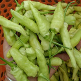 Pickling Pepper Seeds - High Yield, Low Maintenance, Rich Aroma, Ideal for Home Gardeners & Small Farms