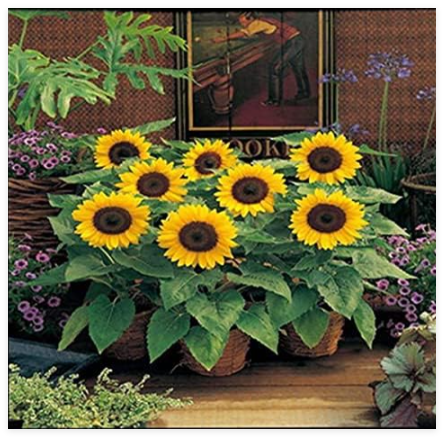 Giant Sunflower Seed Giant Big Flower Seed Sunflower Russian Organic (Color: 5)