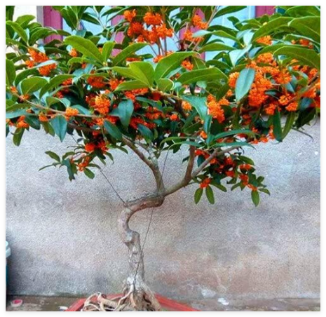 Fragrance osmanthus Seeds for Home Garden (Color: 1)