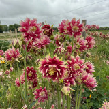 Hezhichun Aquilegia 'Barlow' Seeds | Perennial Flower, Cold & Drought Tolerant, Suitable for Spring & Autumn Sowing