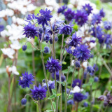 Hezhichun Aquilegia 'Barlow' Seeds | Perennial Flower, Cold & Drought Tolerant, Suitable for Spring & Autumn Sowing