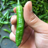 Korean Green Chili Pepper Seeds - Early-Maturing, High-Yield, Continuous Fruiting, Easy to Manage