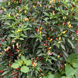 Colorful Bullet Pepper Seeds – Extremely high yield, strong ornamental value, high heat level, and easy to grow