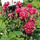 Hezhichun Aquilegia 'Barlow' Seeds | Perennial Flower, Cold & Drought Tolerant, Suitable for Spring & Autumn Sowing