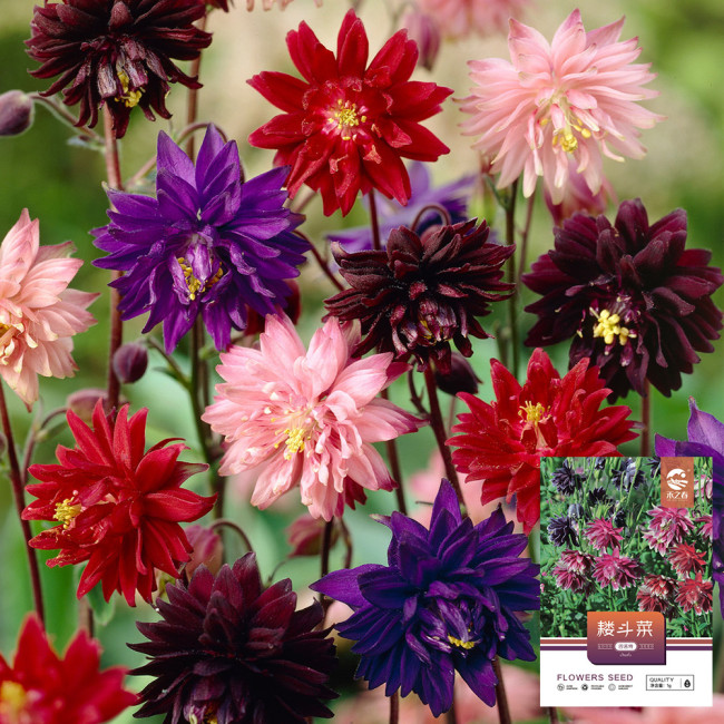 Hezhichun Aquilegia 'Barlow' Seeds | Perennial Flower, Cold & Drought Tolerant, Suitable for Spring & Autumn Sowing