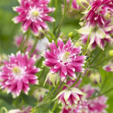 Hezhichun Aquilegia 'Barlow' Seeds | Perennial Flower, Cold & Drought Tolerant, Suitable for Spring & Autumn Sowing