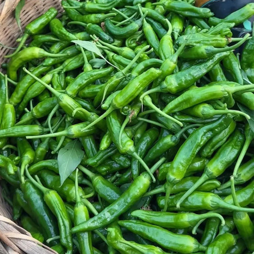 Korean Green Chili Pepper Seeds - Early-Maturing, High-Yield, Continuous Fruiting, Easy to Manage