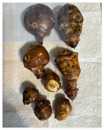 Jer lem Artichokes tubers Sunchokes 12oz Tubes
