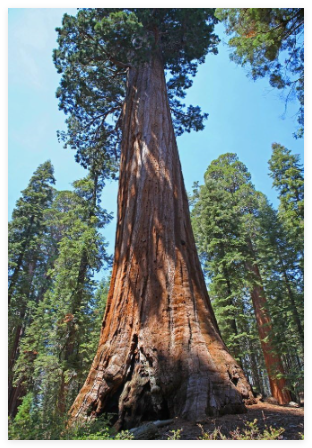 Giant Sequoia Sequoia Seed Rare Fast Growing Variety Complete The Budding Rate