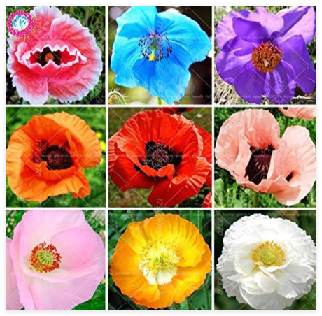 Mixed Colors Poppy Seed Flower Rare Papaver orientale Potted Plants for Home Garden Planting - (Color: 7)