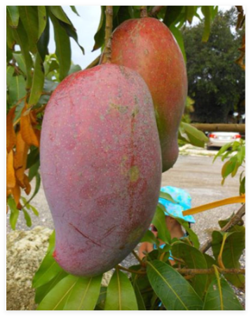 Mango Plant Gaint Mango Tree Tropical Seed Organic Home Garden Fruits