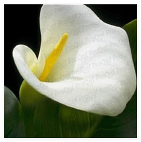 A Set Zantedeschia aethiopica Calla Lily Flower Bulb - (Color: 10)