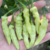 Pickling Pepper Seeds - High Yield, Low Maintenance, Rich Aroma, Ideal for Home Gardeners & Small Farms