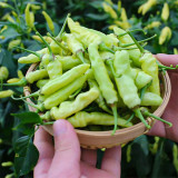 Pickling Pepper Seeds - High Yield, Low Maintenance, Rich Aroma, Ideal for Home Gardeners & Small Farms
