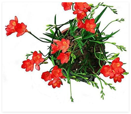 Very Easy Sementes 5 Kinds Seed Freesia Flower Pot Garden Terrace Perennial (Color: 3)