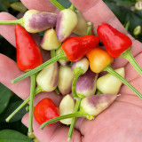 Colorful Bullet Pepper Seeds – Extremely high yield, strong ornamental value, high heat level, and easy to grow