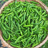 Korean Green Chili Pepper Seeds - Early-Maturing, High-Yield, Continuous Fruiting, Easy to Manage