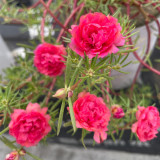 Hezhichun Red Moss-Rose Purslane Seeds | Portulaca grandiflora, Drought-Tolerant Annual, Easy to Grow & Low Maintenance